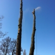 Arbeiten am Baum mit Seil